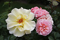 Blumenbilder 2010