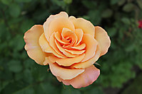 Blumenbilder 2010