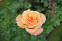 Blumenbilder 2010
