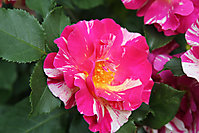 Blumenbilder 2010
