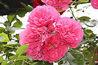 Blumenbilder 2010