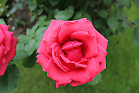 Blumenbilder 2010