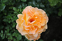 Blumenbilder 2010