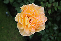 Blumenbilder 2010