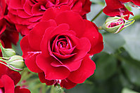 Blumenbilder 2010