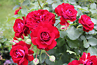 Blumenbilder 2010