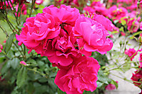 Blumenbilder 2010